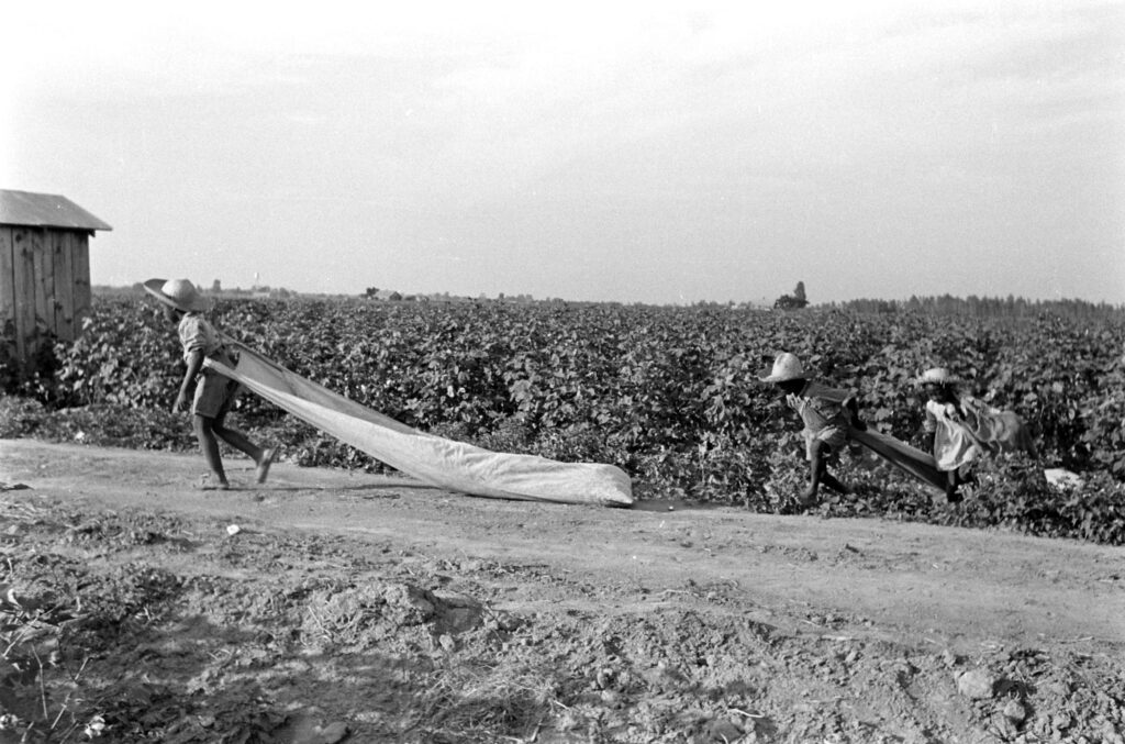 Depression-era Texas cotton field, sharecroppers at work.