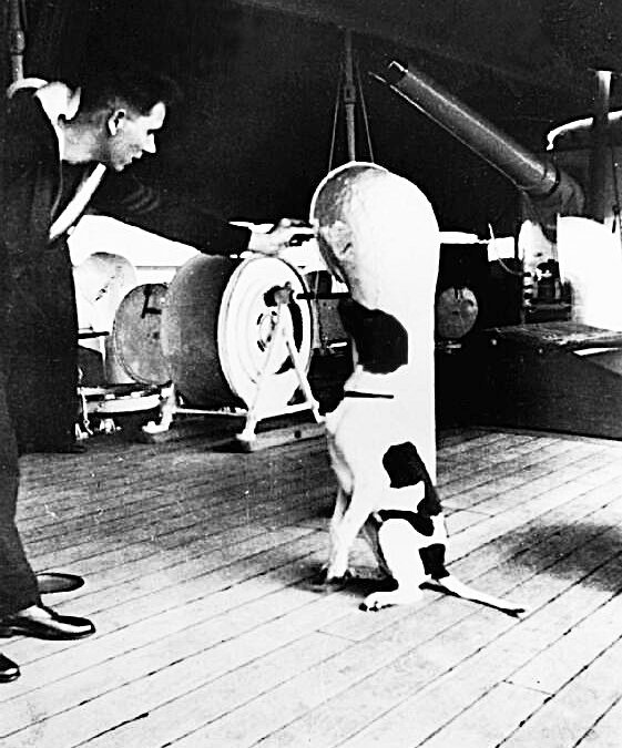 Judy, a pointer, sits on the deck of HMS Grasshopper listening to a sailor