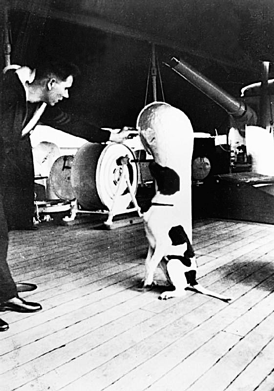 Judy, a pointer, sits on the deck of HMS Grasshopper listening to a sailor