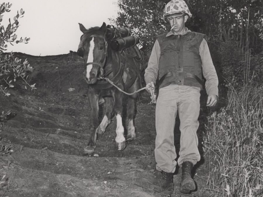 Reckless carrying ammunition for the Marines, 1953