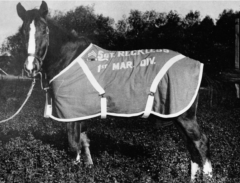 Sergeant Reckless in her blanket at Camp Pendleton
