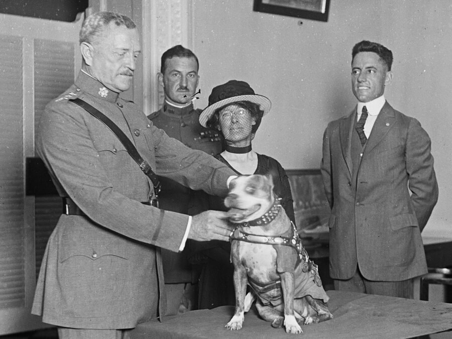 General John J. Pershing presents a medal to Stubby, with Robert Conroy behind them, 1921