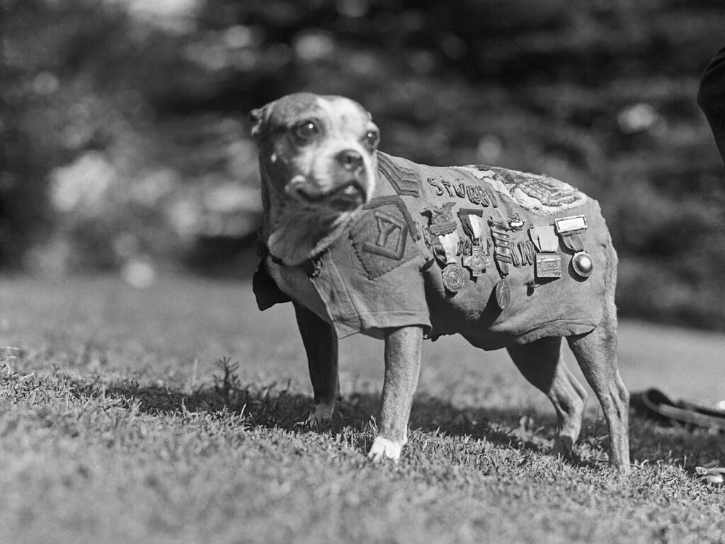 Stubby wearing his chamois coat with medals and wound stripes