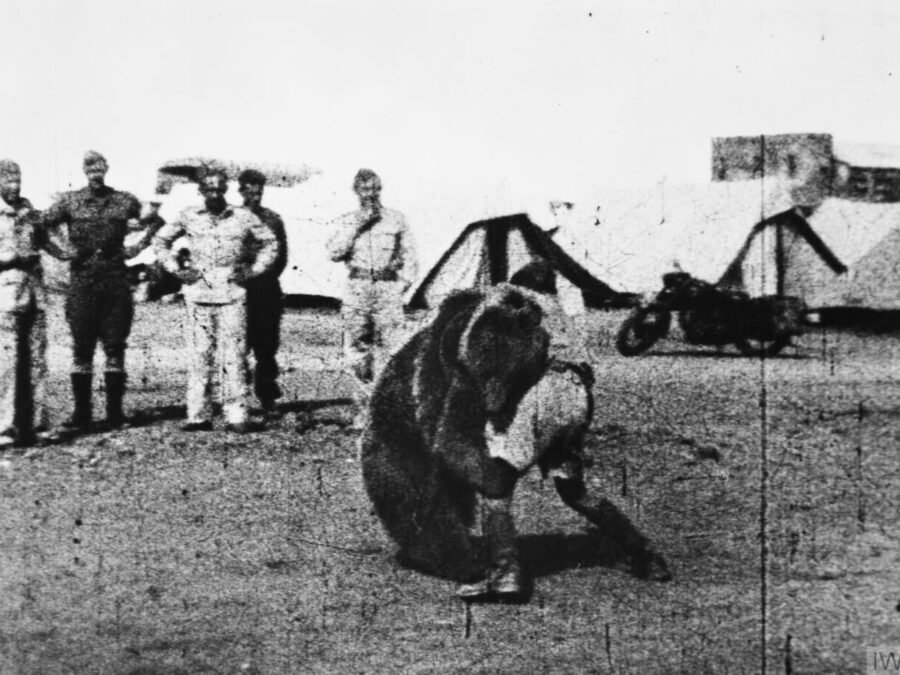 Soldiers of the Polish 22nd Company watch a comrade wrestle with Wojtek the bear in the Middle East