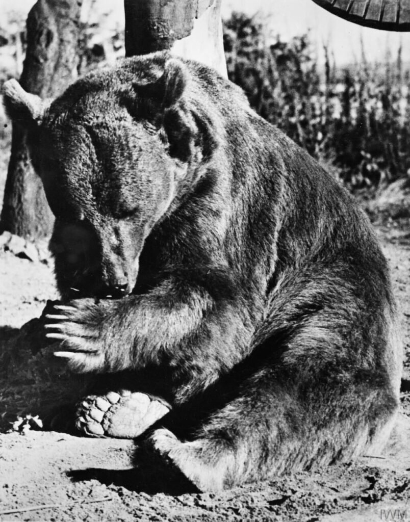 Wojtek at Winfield camp in Berwickshire, Scotland, after the war