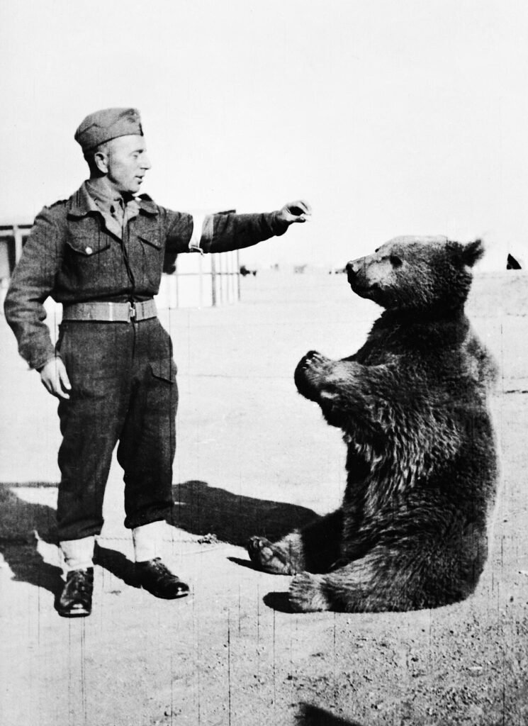 Wojtek the bear sitting in front of a Polish soldier