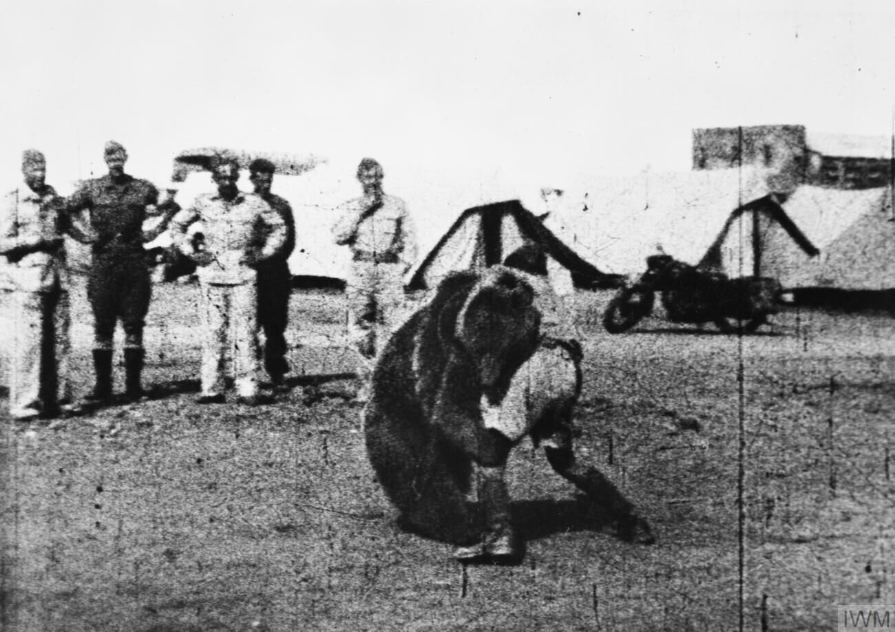 Soldiers of the Polish 22nd Company watch a comrade wrestle with Wojtek the bear in the Middle East
